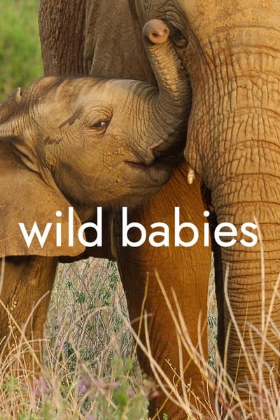 Wild Babies : Petits et Sauvages - Saison 1 episode 2